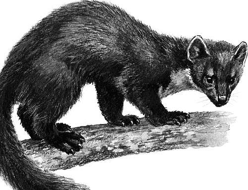 Иллюстрация к книге — Лесная сказка. С вопросами и ответами для почемучек [i_091.jpg]