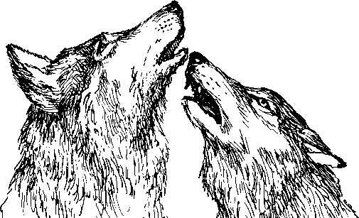 Иллюстрация к книге — Лесная сказка. С вопросами и ответами для почемучек [i_093.jpg]