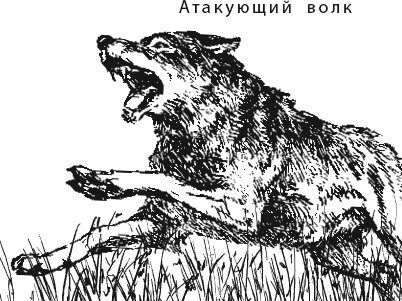 Иллюстрация к книге — Лесная сказка. С вопросами и ответами для почемучек [i_094.jpg]