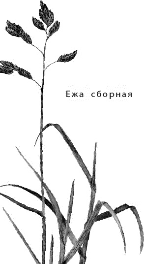 Иллюстрация к книге — Лесная сказка. С вопросами и ответами для почемучек [i_095.jpg]