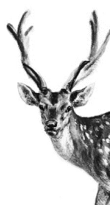 Иллюстрация к книге — Лесная сказка. С вопросами и ответами для почемучек [i_097.jpg]