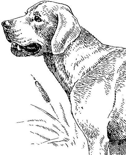 Иллюстрация к книге — Лесная сказка. С вопросами и ответами для почемучек [i_099.jpg]