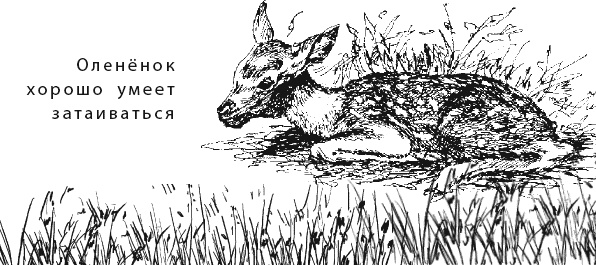 Иллюстрация к книге — Лесная сказка. С вопросами и ответами для почемучек [i_101.jpg]