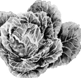 Иллюстрация к книге — Лесная сказка. С вопросами и ответами для почемучек [i_105.jpg]