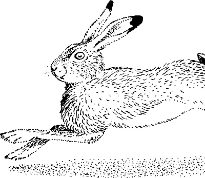 Иллюстрация к книге — Лесная сказка. С вопросами и ответами для почемучек [i_107.jpg]