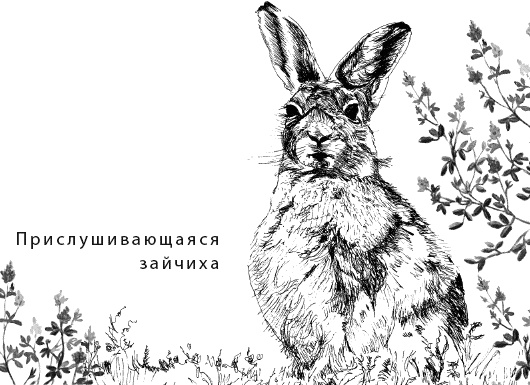 Иллюстрация к книге — Лесная сказка. С вопросами и ответами для почемучек [i_113.jpg]