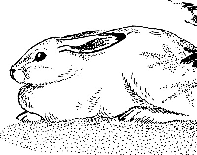 Иллюстрация к книге — Лесная сказка. С вопросами и ответами для почемучек [i_118.jpg]