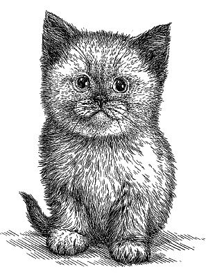 Иллюстрация к книге — Лесная сказка. С вопросами и ответами для почемучек [i_120.jpg]