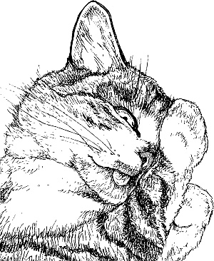 Иллюстрация к книге — Лесная сказка. С вопросами и ответами для почемучек [i_121.jpg]