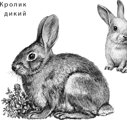 Иллюстрация к книге — Лесная сказка. С вопросами и ответами для почемучек [i_122.jpg]