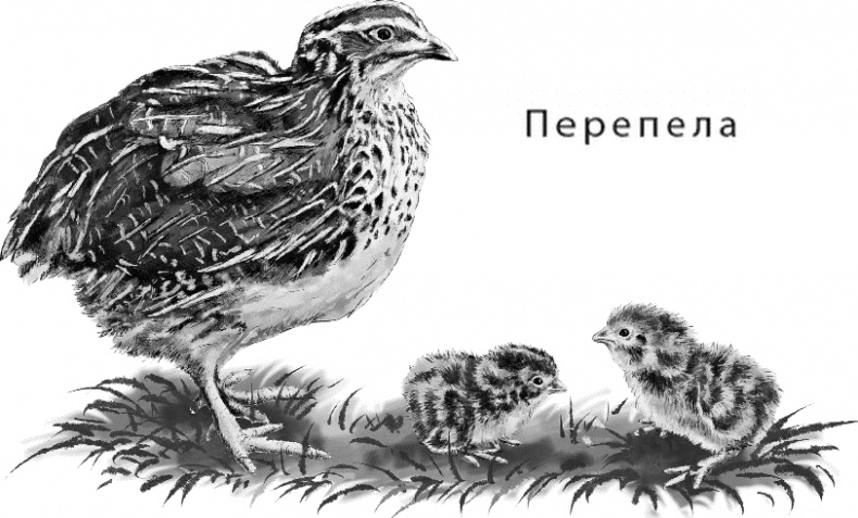 Иллюстрация к книге — Лесная сказка. С вопросами и ответами для почемучек [i_127.jpg]