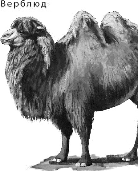 Иллюстрация к книге — Лесная сказка. С вопросами и ответами для почемучек [i_128.jpg]