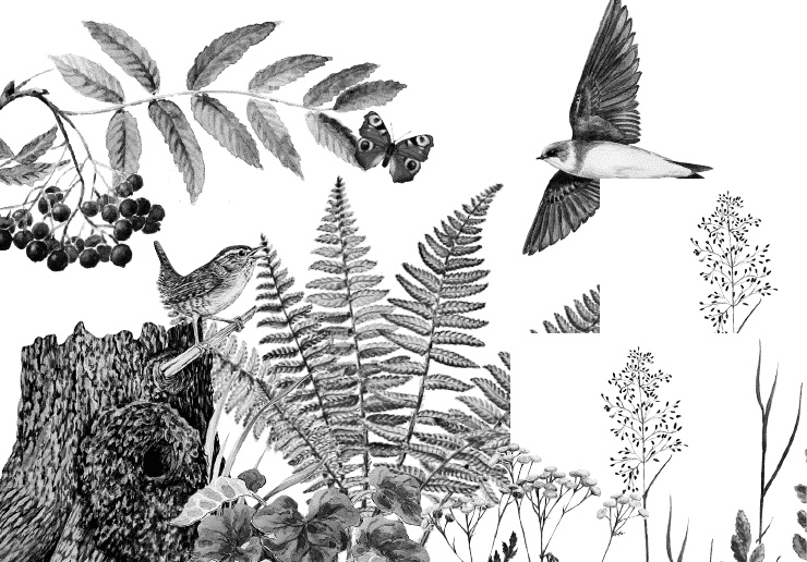 Иллюстрация к книге — Лесная сказка. С вопросами и ответами для почемучек [i_131.jpg]