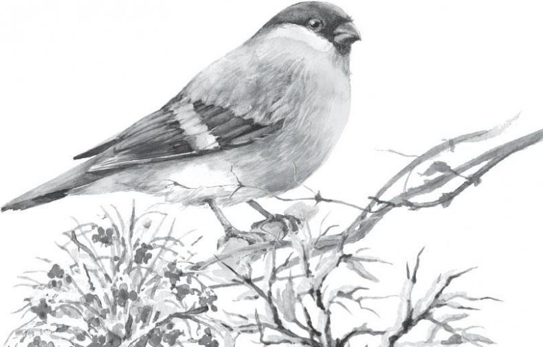 Иллюстрация к книге — Рассказы о родной природе [i_001.jpg]