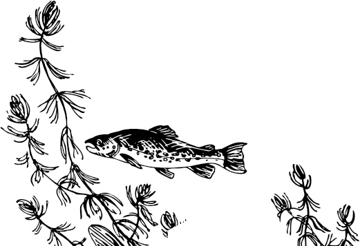 Иллюстрация к книге — Рассказы о родной природе [i_006.jpg]