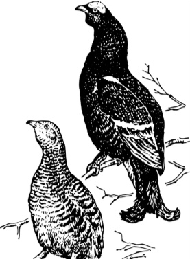 Иллюстрация к книге — Рассказы о родной природе [i_008.jpg]