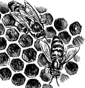 Иллюстрация к книге — Рассказы о родной природе [i_017.jpg]