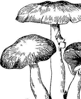 Иллюстрация к книге — Рассказы о родной природе [i_018.jpg]