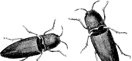 Иллюстрация к книге — Рассказы о родной природе [i_019.jpg]