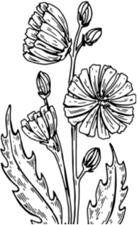 Иллюстрация к книге — Рассказы о родной природе [i_021.jpg]