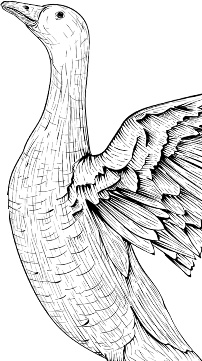 Иллюстрация к книге — Рассказы о родной природе [i_029.jpg]