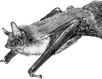 Иллюстрация к книге — Рассказы о родной природе [i_036.jpg]