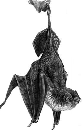 Иллюстрация к книге — Рассказы о родной природе [i_037.jpg]