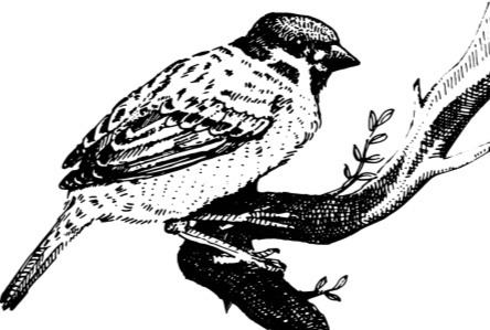 Иллюстрация к книге — Рассказы о родной природе [i_039.jpg]