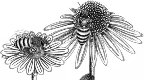 Иллюстрация к книге — Рассказы о родной природе [i_043.jpg]