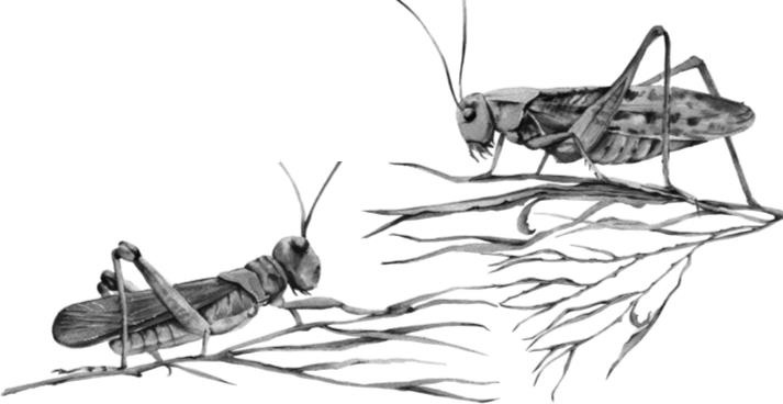 Иллюстрация к книге — Рассказы о родной природе [i_044.jpg]