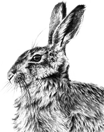 Иллюстрация к книге — Рассказы о родной природе [i_046.jpg]