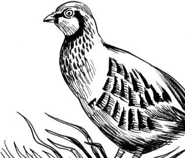 Иллюстрация к книге — Рассказы о родной природе [i_047.jpg]