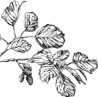 Иллюстрация к книге — Рассказы о родной природе [i_049.jpg]