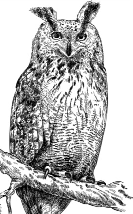 Иллюстрация к книге — Рассказы о родной природе [i_058.jpg]