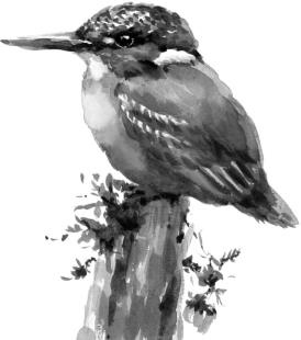 Иллюстрация к книге — Рассказы о родной природе [i_060.jpg]