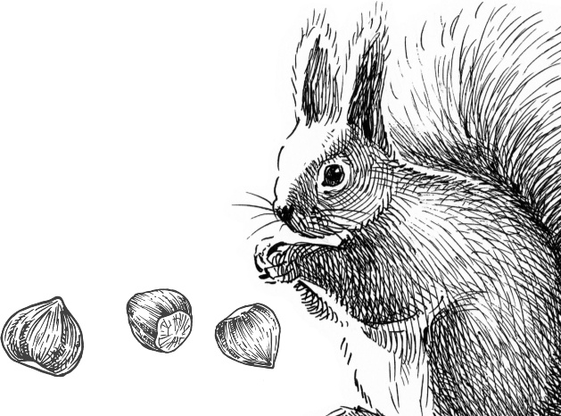 Иллюстрация к книге — Рассказы о родной природе [i_061.jpg]