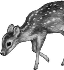 Иллюстрация к книге — Рассказы о родной природе [i_062.jpg]