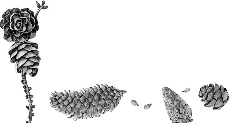 Иллюстрация к книге — Рассказы о родной природе [i_067.jpg]