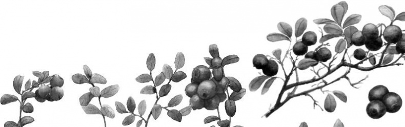 Иллюстрация к книге — Рассказы о родной природе [i_073.jpg]