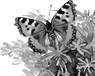 Иллюстрация к книге — Рассказы о родной природе [i_081.jpg]