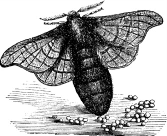 Иллюстрация к книге — Рассказы о родной природе [i_085.jpg]