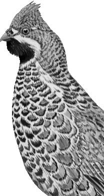 Иллюстрация к книге — Рассказы о родной природе [i_093.jpg]