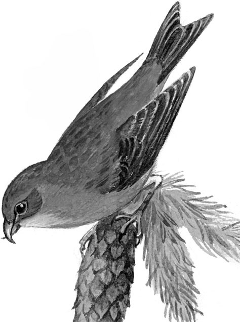 Иллюстрация к книге — Рассказы о родной природе [i_094.jpg]