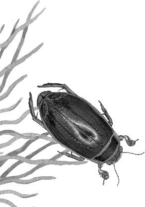 Иллюстрация к книге — Рассказы о родной природе [i_095.jpg]