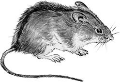 Иллюстрация к книге — Рассказы о родной природе [i_099.jpg]