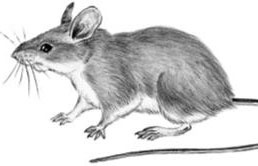 Иллюстрация к книге — Рассказы о родной природе [i_101.jpg]