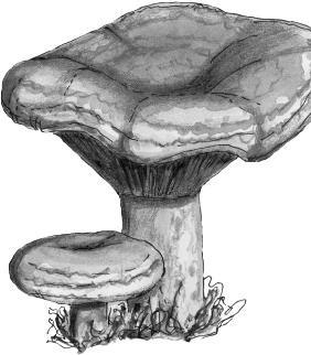 Иллюстрация к книге — Рассказы о родной природе [i_102.jpg]