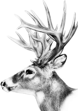 Иллюстрация к книге — Рассказы о родной природе [i_103.jpg]