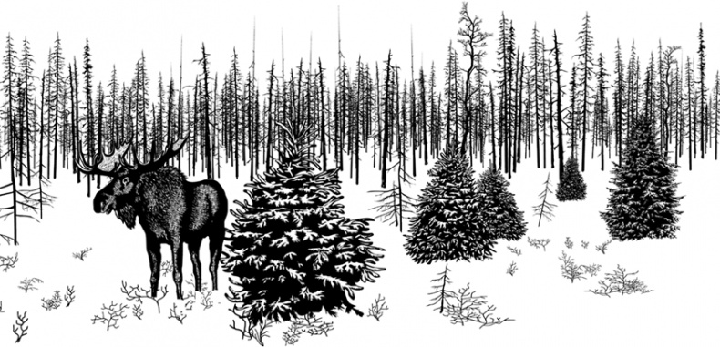 Иллюстрация к книге — Рассказы о родной природе [i_105.jpg]