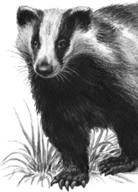 Иллюстрация к книге — Рассказы о родной природе [i_110.jpg]